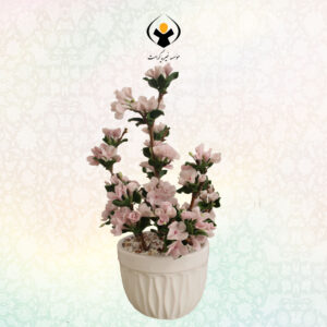 شکوفه گیلاس